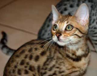Bengal Puffy Whisker Pads