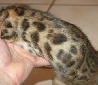 Large Bengal Rosettes