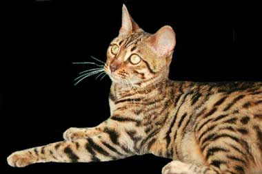 Bengals with Wild Looks