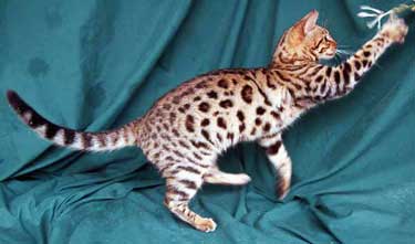 Spotted Cat Breeds