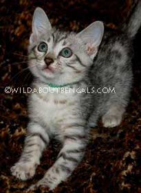 Wildtrax Egyptian Mau Kitten