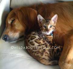 Wildtrax Bengal with Dog Friend