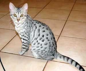 The Egyptian Mau is a cat that