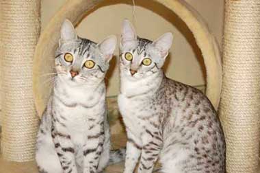Wild Trax Egyptian Maus