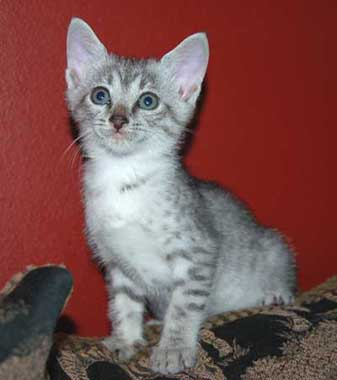 Intelligent Cat Breed