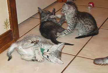 Egyptian Mau Kittens for sale