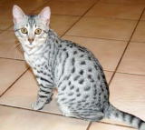 Egyptian Mau