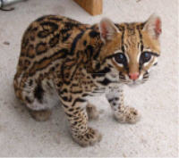 Ocelot