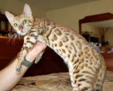 Leopard Spotted Bengal
