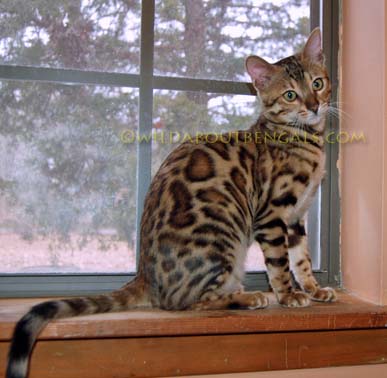 bengal tabby kittens for sale