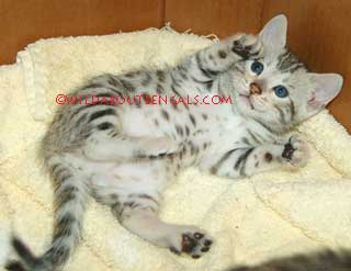 Playful Silver Bengal