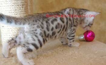 Rosetted Silver Bengal