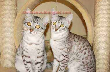 Wild Trax Egyptian Mau