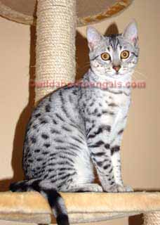 WildTrax Egyptian Mau