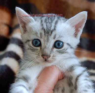 Wild Trax Egyptian Mau Photo Gallery