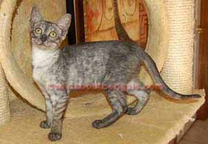 Smoke Egyptian Mau