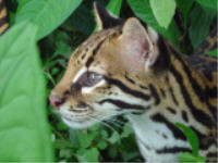 Rescued & Rehabbed Ocelot